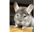 Pangchin, Chinchilla For Adoption In Wolcott, Indiana