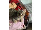 Silver, Domestic Shorthair For Adoption In Colmar, Pennsylvania