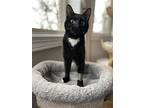 Sox, Domestic Shorthair For Adoption In Skokie, Illinois