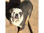 Olde English Bulldogge Puppy for sale in Chaparral, NM, USA