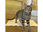 Bubba, Domestic Shorthair For Adoption In Walnut Creek, California