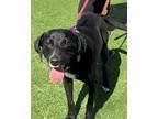 Commander Kamado, Labrador Retriever For Adoption In Downers Grove, Illinois