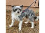Steel, Terrier (unknown Type, Medium) For Adoption In Walnut Creek, California