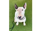 Maria, Bull Terrier For Adoption In Ft. Lauderdale, Florida