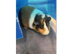 Soul, Guinea Pig For Adoption In Glenville, New York