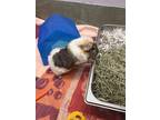 Maka, Guinea Pig For Adoption In Glenville, New York