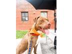 Buddy Boy, American Pit Bull Terrier For Adoption In Cincinnati, Ohio