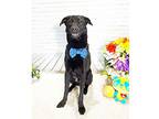 Zumbo, Labrador Retriever For Adoption In Castro Valley, California