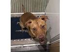 Skipper, American Pit Bull Terrier For Adoption In Amherst, Massachusetts