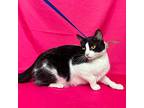 Mika, Domestic Shorthair For Adoption In Rowland Heights, California