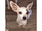 Sally, Rat Terrier For Adoption In Hebron, Kentucky