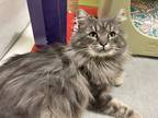 Holly Jolly, Domestic Mediumhair For Adoption In Oshkosh, Wisconsin