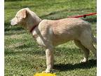Perry, Retriever (unknown Type) For Adoption In Locust Fork, Alabama