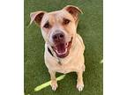 Fred, Labrador Retriever For Adoption In Encinitas, California