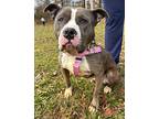 London, American Staffordshire Terrier For Adoption In W. Windsor, New Jersey