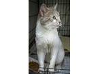 Jelly Bean (fcid# 03/19/2024 62 Trainer), Domestic Shorthair For Adoption In