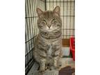 Russell (fcid# 03/21/2024 - 42 Trainer), Domestic Shorthair For Adoption In