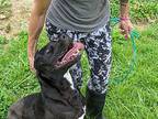 Allan, Labrador Retriever For Adoption In Reeds Spring, Missouri