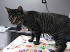 Beethoven, Domestic Shorthair For Adoption In Ocala, Florida