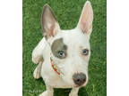 Russian Cream, American Pit Bull Terrier For Adoption In Kansas City, Missouri
