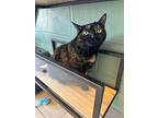 Tootsie, Domestic Shorthair For Adoption In Fort Myers, Florida