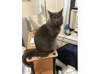 Tyler, Domestic Shorthair For Adoption In New York, New York