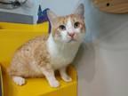 Simon, Domestic Shorthair For Adoption In Boulder, Colorado