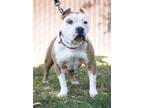 Shania, American Staffordshire Terrier For Adoption In Sanger, California