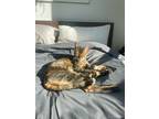 Loki, Bengal For Adoption In Etobicoke, Ontario