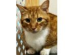 Buddy, Domestic Shorthair For Adoption In Sebastian, Florida