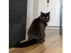 Vivienne, Domestic Mediumhair For Adoption In Fort Worth, Texas