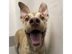 Diesel, American Pit Bull Terrier For Adoption In San Francisco, California