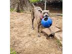Dolly, American Pit Bull Terrier For Adoption In Haltom City, Texas