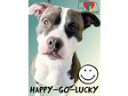 Happy-go-lucky, American Pit Bull Terrier For Adoption In Grand Island, Nebraska