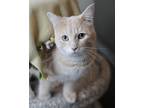 Jasper, Domestic Shorthair For Adoption In Hastings, Minnesota