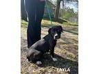 Layla, Labrador Retriever For Adoption In Washington, Georgia