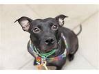 Midnight, American Pit Bull Terrier For Adoption In New York, New York