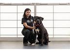 Mj, American Pit Bull Terrier For Adoption In New York, New York
