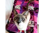 Cosette 2, Siamese For Adoption In Austin, Texas