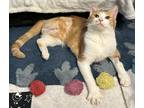 Kotoko, Domestic Shorthair For Adoption In Phoenix, Arizona