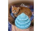 Elmo, Domestic Shorthair For Adoption In Naugatuck, Connecticut