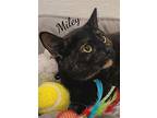 Miley, Domestic Shorthair For Adoption In Naugatuck, Connecticut