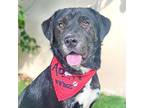 Mia, Labrador Retriever For Adoption In Corona, California