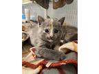 Isabella, Domestic Shorthair For Adoption In Flint Hill, Virginia