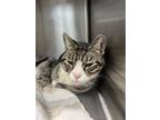 Bonnibel, Domestic Shorthair For Adoption In Blackwood, New Jersey