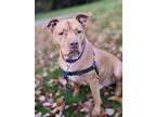 Lenny, American Pit Bull Terrier For Adoption In Vancouver, Washington