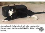 James Bond, Domestic Shorthair For Adoption In Pitman, New Jersey