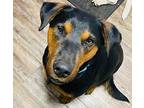 Ricky, Doberman Pinscher For Adoption In Chatham, New Jersey