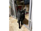 Presto, Domestic Shorthair For Adoption In Papillion, Nebraska