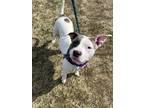 Simone Vii 79, American Pit Bull Terrier For Adoption In Cleveland, Ohio